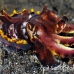 cuttlefish_flamboyant_kbrja1_h_0241_sul5090.jpg